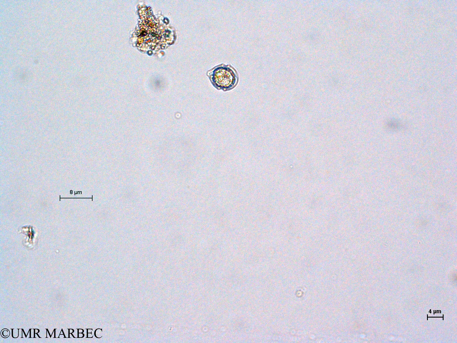 phyto/Thau_Lagoon/THAU_station1/GELAMED 2010/Scrippsiella trochoidea (3)(copy).jpg